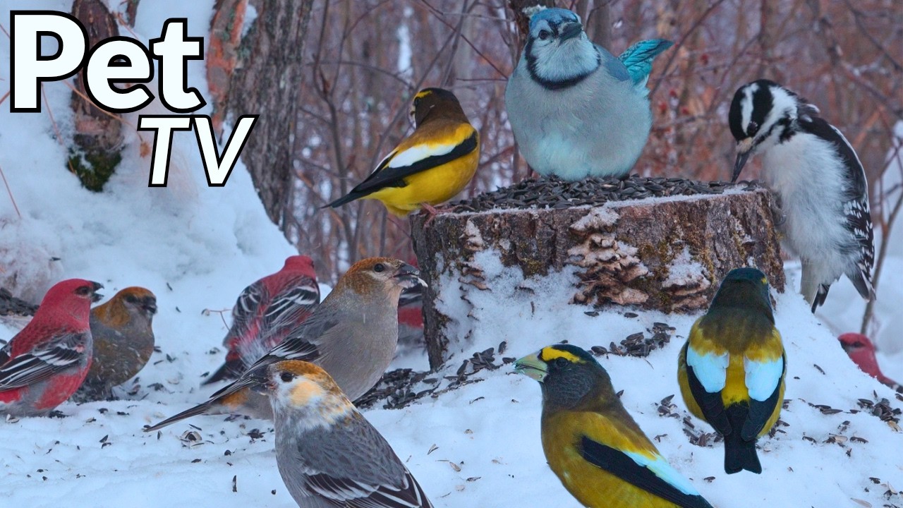 Cat TV - A RARE SIGHTING 🐦 8 Hours of Relaxing Nature TV for Cats (Dogs Watch Too!)