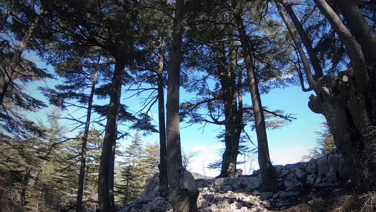 Tannourine National Park - Lebanon