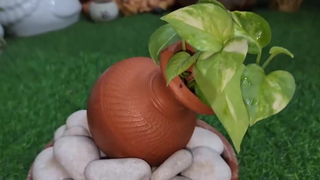 6 New Creative ideas for moneyplant decoration     || DIY || Gardening 