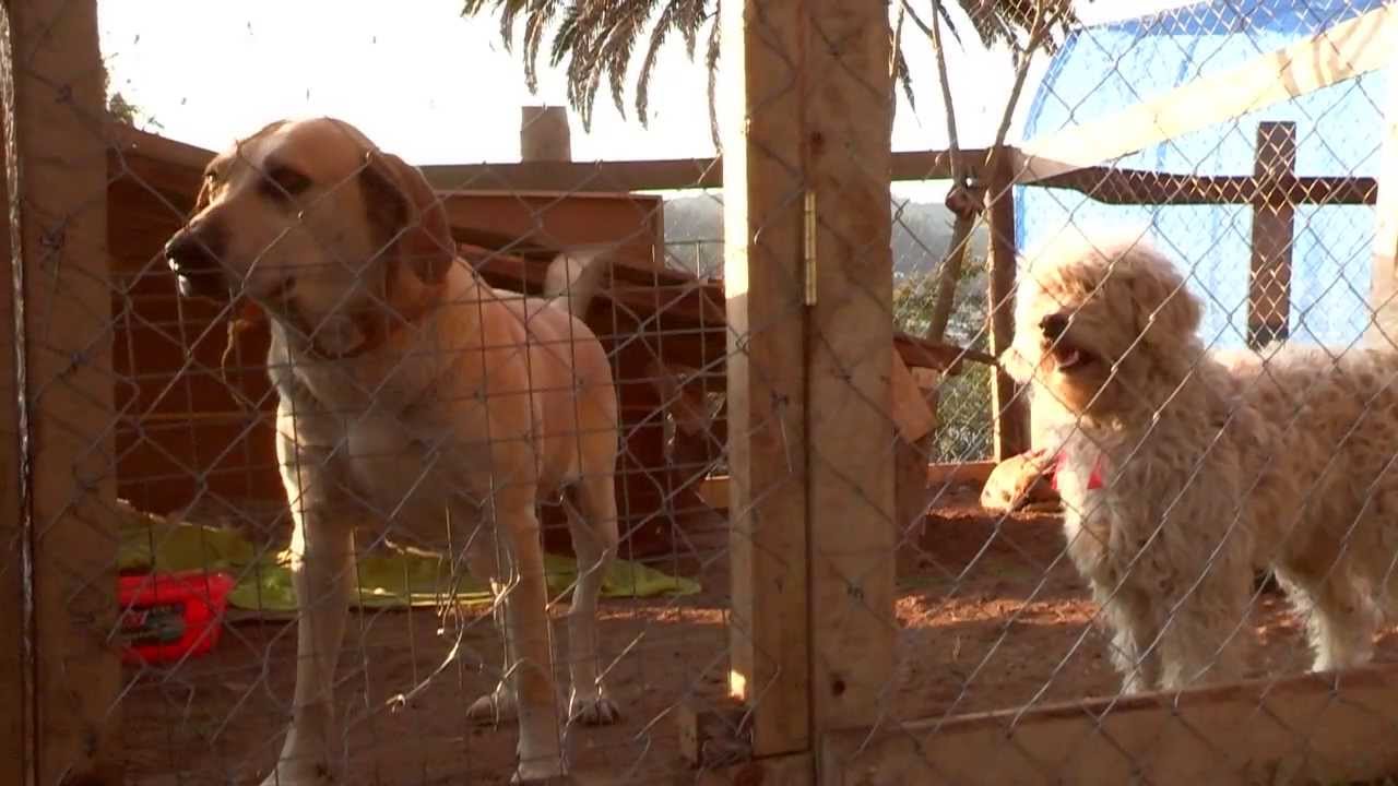 Refugio para Perros Abandonados