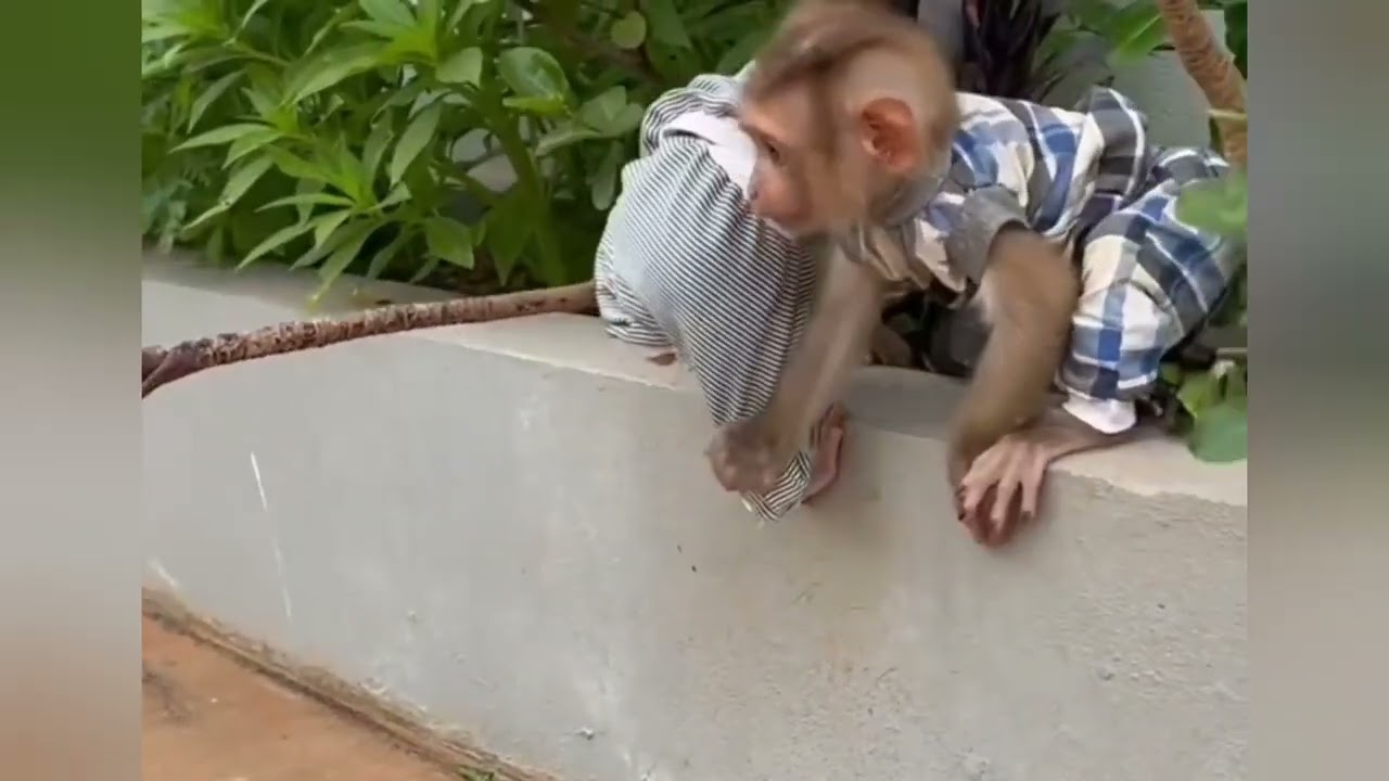 oppps Donald trying his best to stay on the branch#funny #monkey #lifeisbutadream #animals #