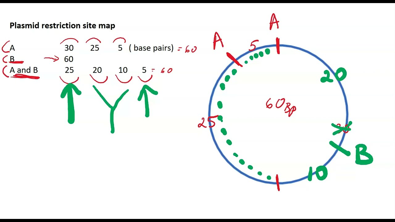Mapping restriction sites on Plasmid DNA _ tutorial 1