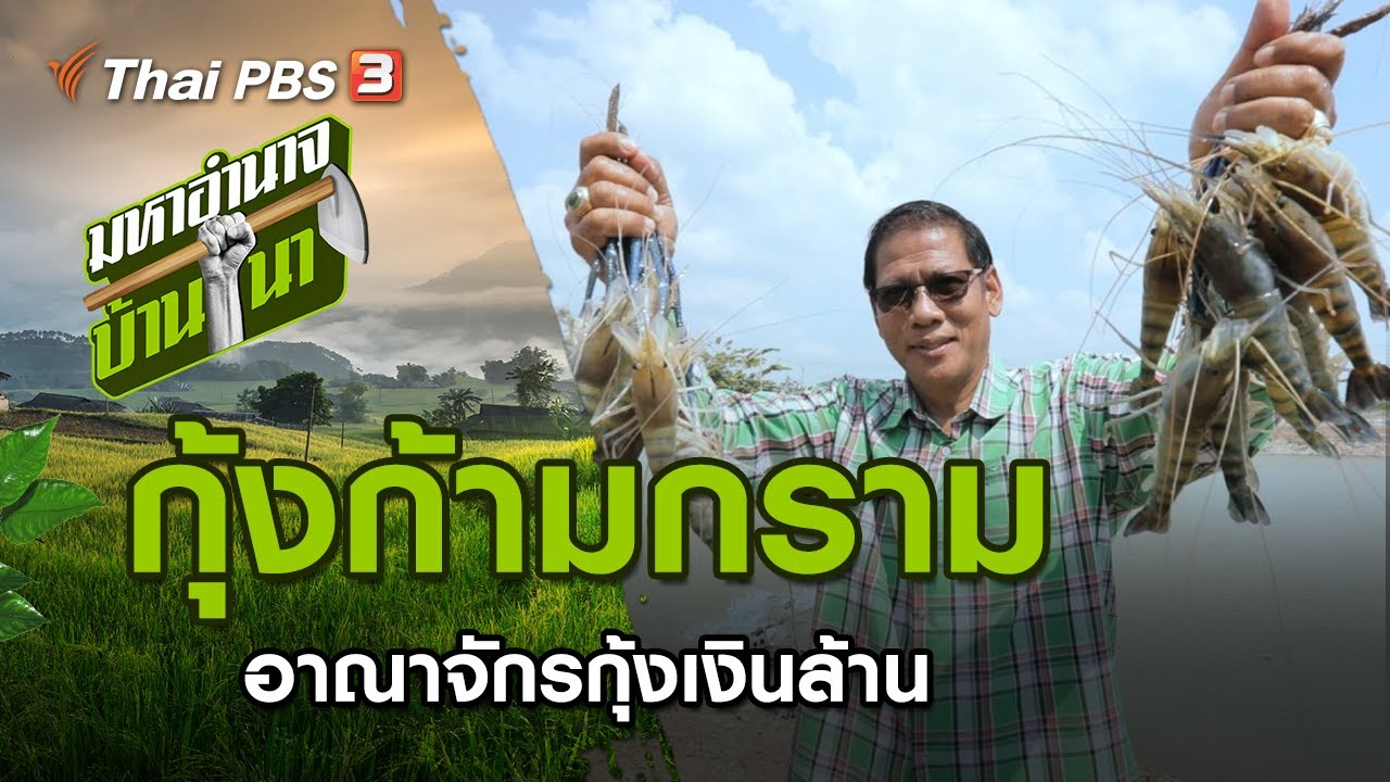 กุ้งก้ามกราม อาณาจักรกุ้งเงินล้าน : มหาอำนาจบ้านนา
