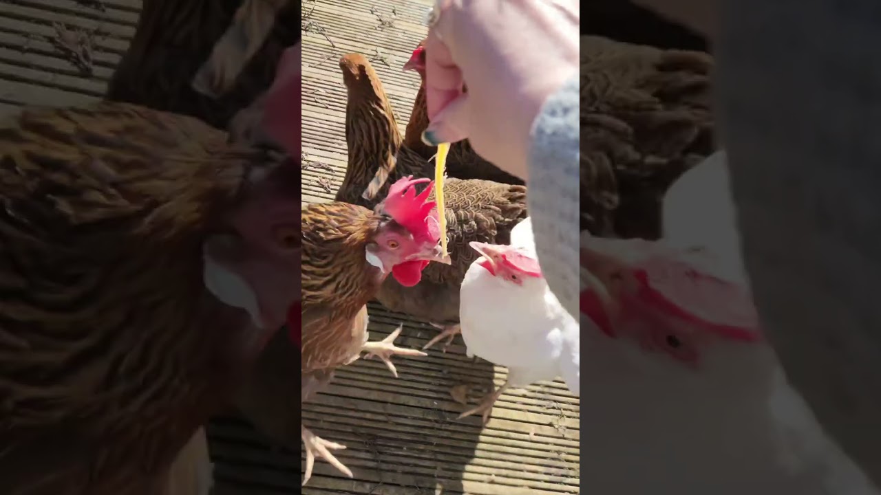 Chickens and cheesestrings x #chickens #treats #animals #dogs #freeranging #spring 