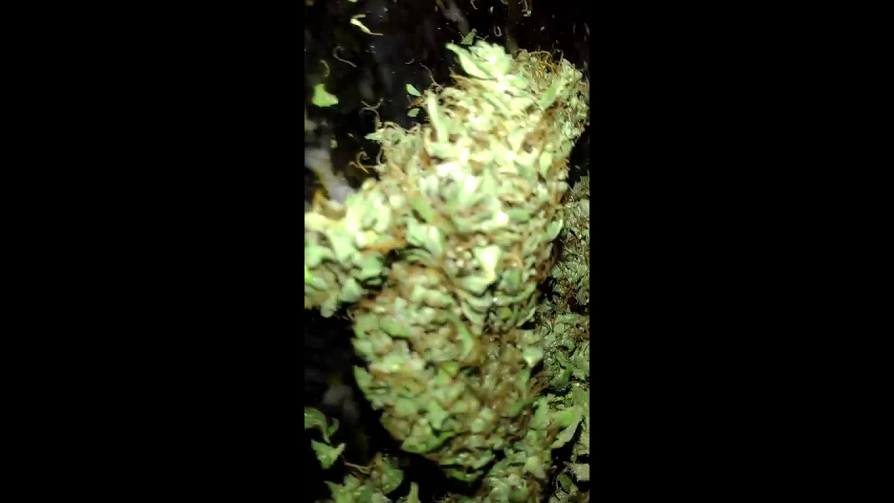 Blue dream Kush