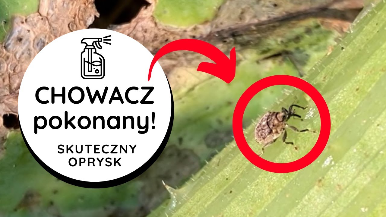 💥REWELCYJNY OPRYSK na chowacze i inne szkodniki👍chowacz zwalczanie. Jak zwalczyć chowacza, mszycę?