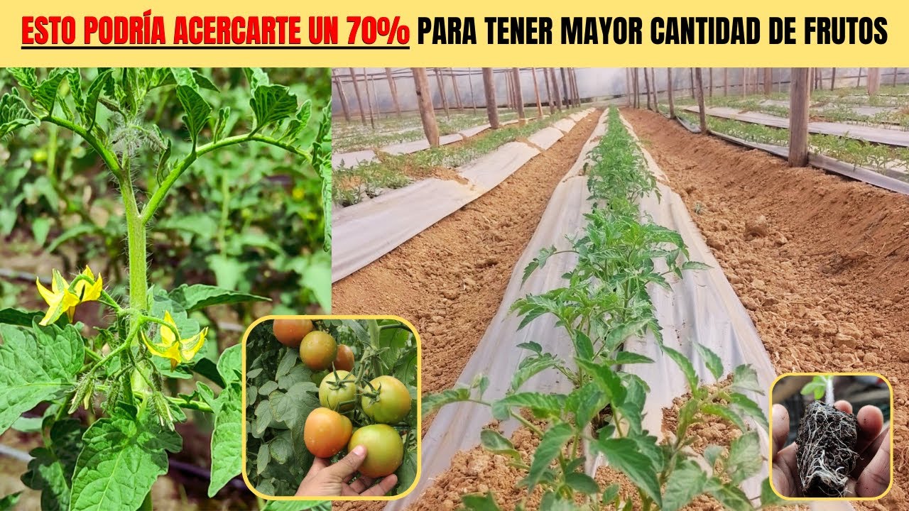 SI PLANTASTE O SI VAS A PLANTAR UN CULTIVO DE TOMATES, DEBES SABER ESTO