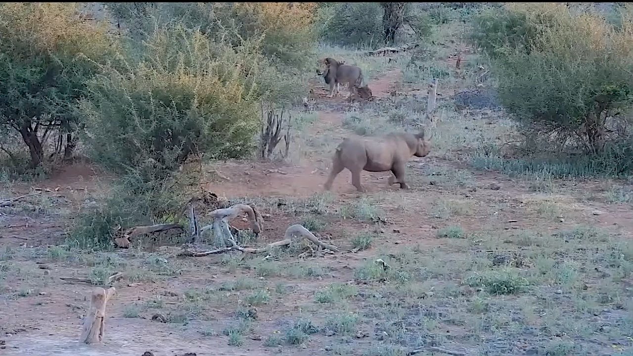 Rhino loses sight of male lion after it makes a sharp corner