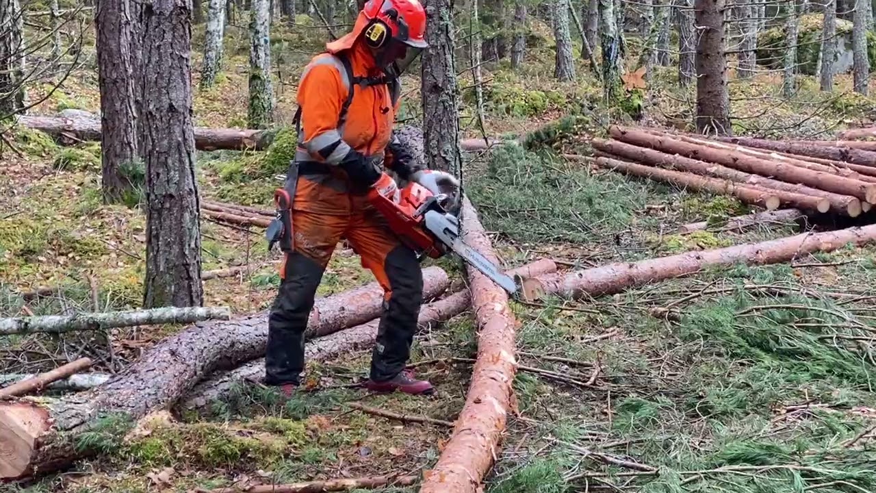 C Kurs Ta bort spänning i stam med öppet motkap/Release tension with chainsaw