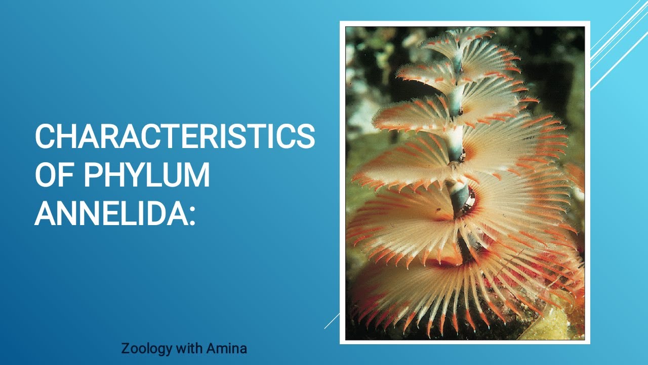 Introduction of phylum Annellida | General characteristics of phylum Annellida