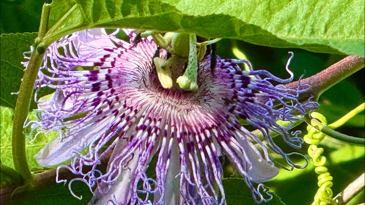 Flowers to brighten a day