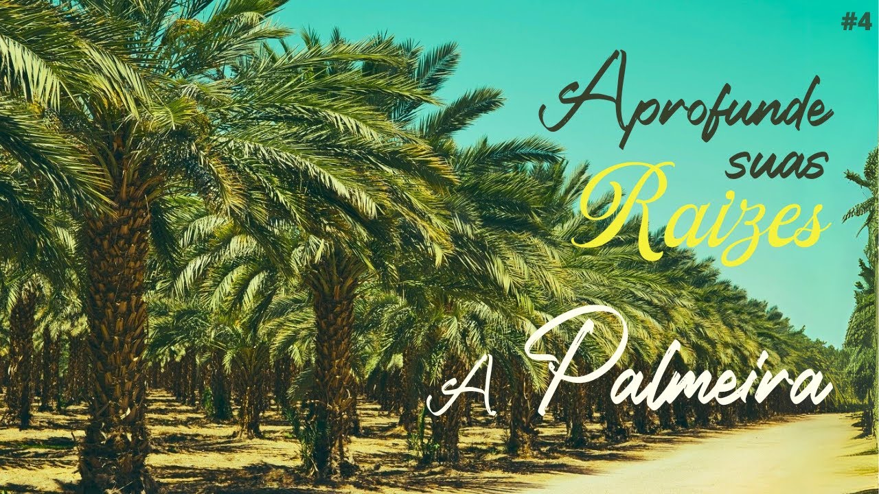 Aprofunde Suas Raízes #4 - A Palmeira