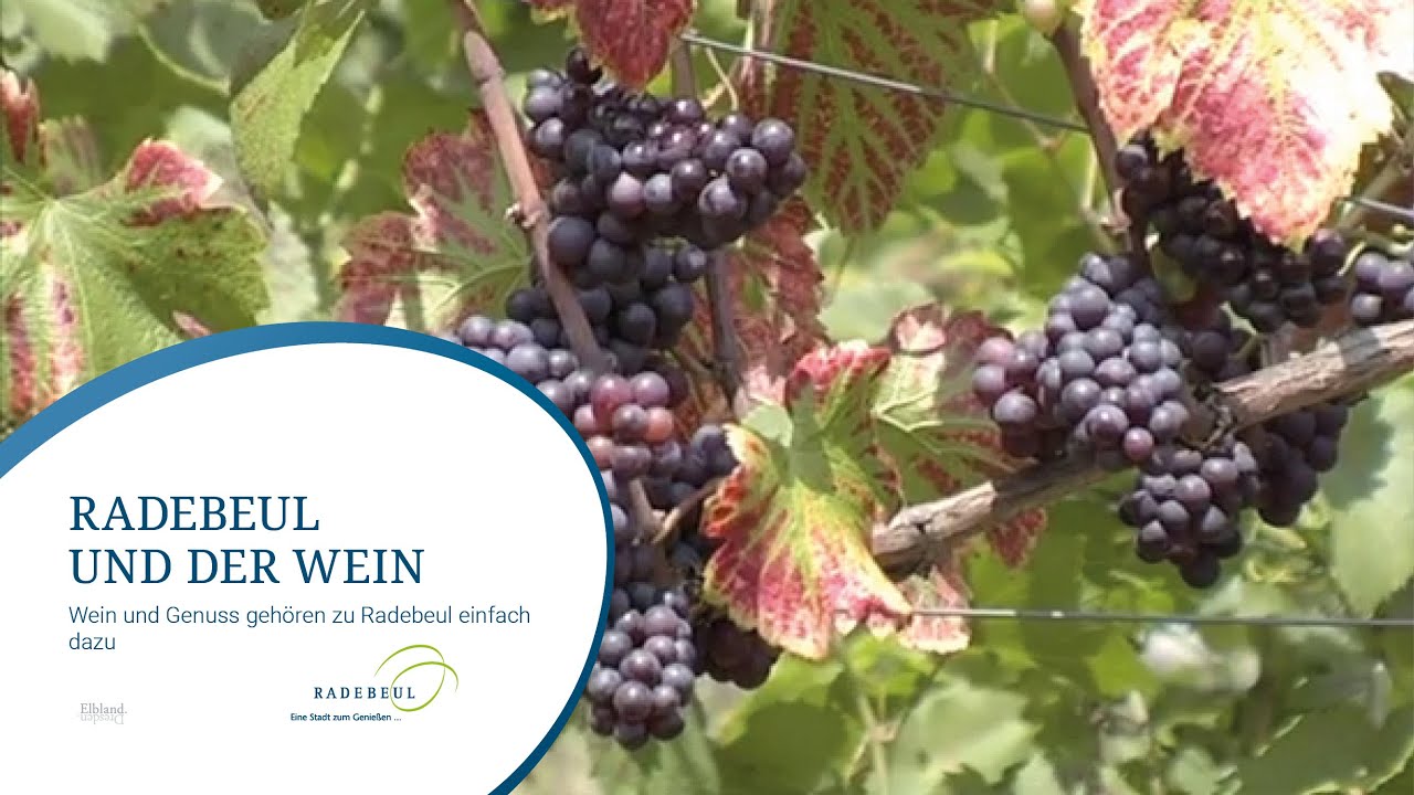 Radebeul und der Wein