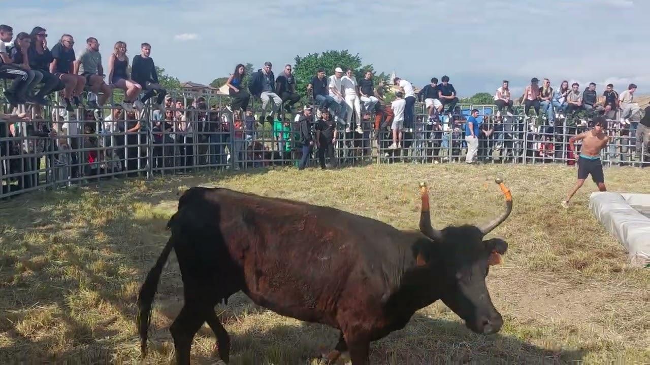 8 Mai 2025 Toro Piscine Manade Des Chardons À Codolet 5