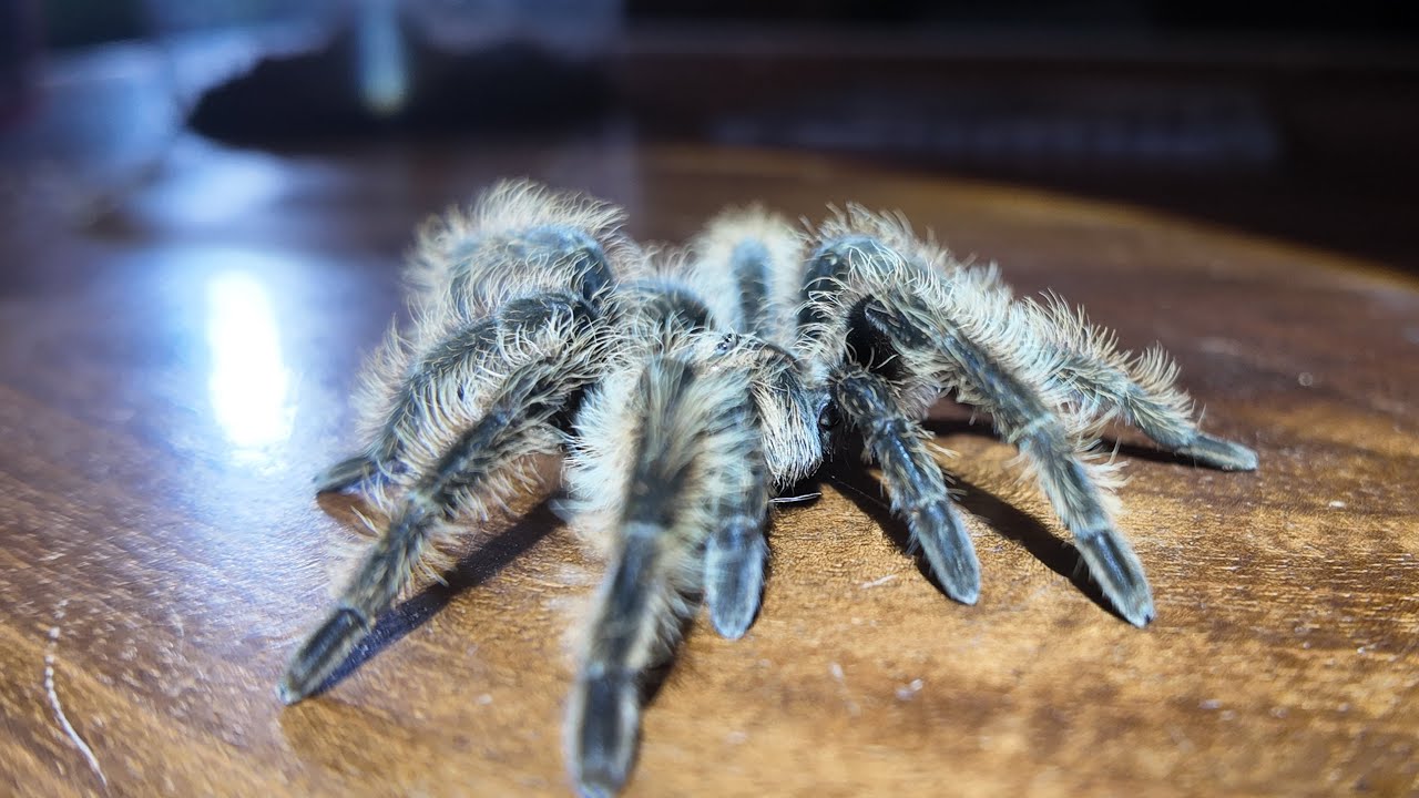 My Curly Hair Tarantula Monster Pet
