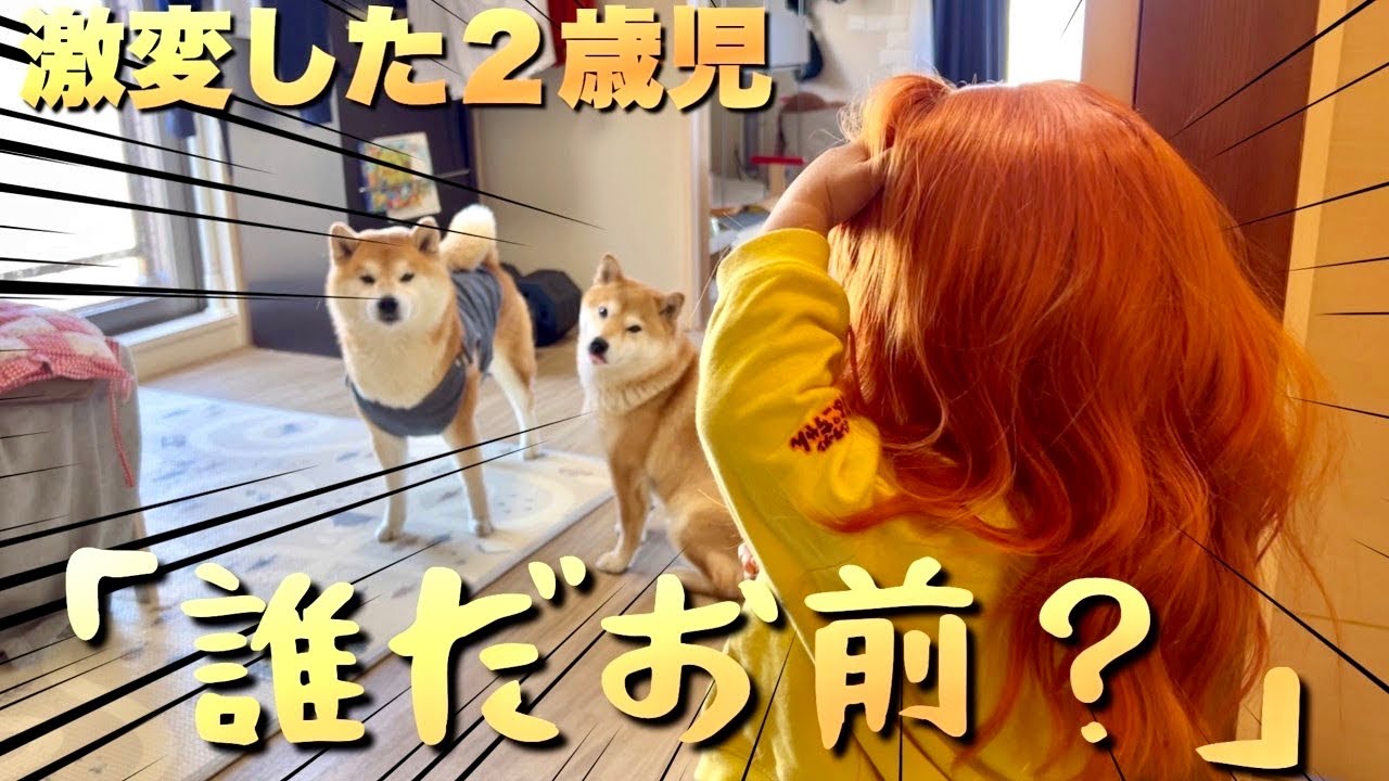 美容室に行き、２歳児が別人になって帰ってきたドッキリ！柴犬の反応