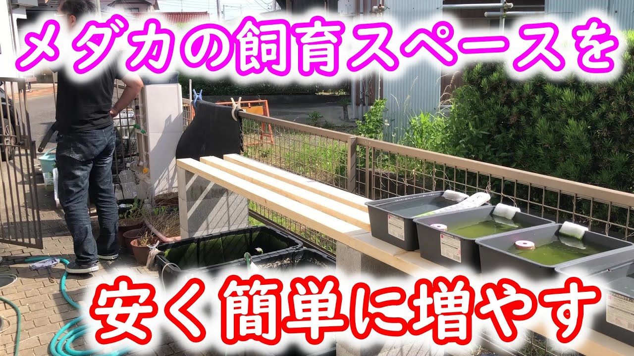 【めだか】腰の高さでメダカを見たい。とにかく安く簡単にメダカの飼育棚を作る。おやじ、また増やしとるわ・・・。