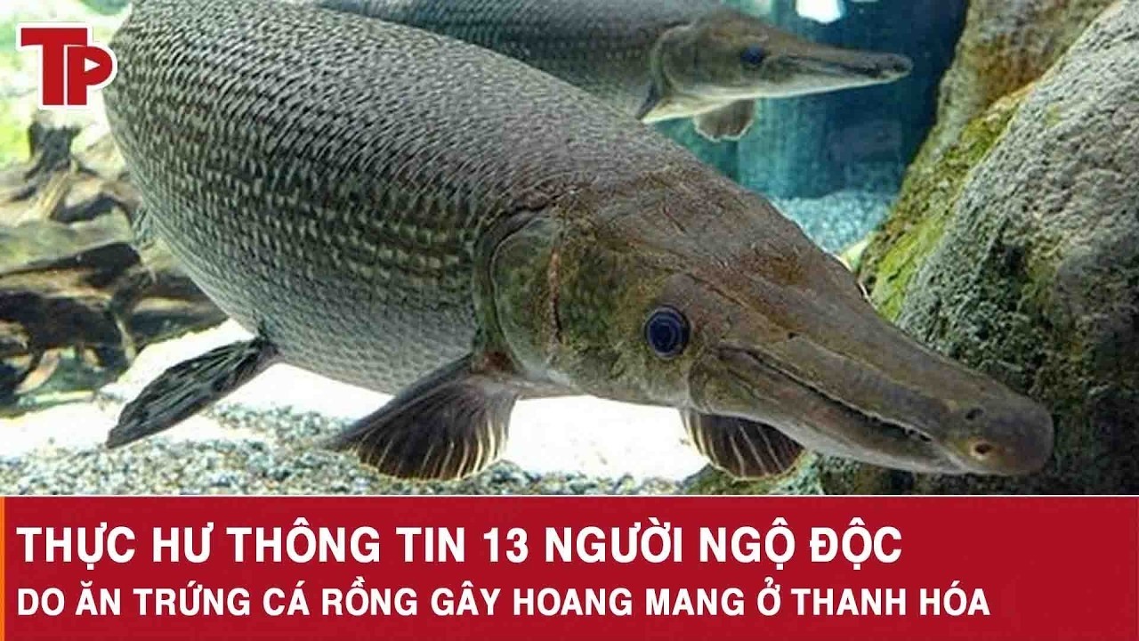 Thực hư thông tin 13 người ngộ độc do ăn trứng cá rồng gây hoang mang ở Thanh Hóa