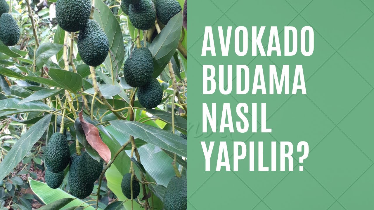 Avokado budama nasıl yapılır? - Avokado yaz budaması nasıl yapılır?