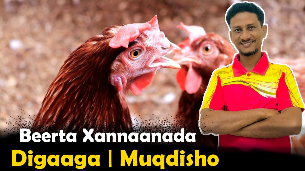 MASHRUUCA Digaag dhaqashada Muqdisho | Wax soo saar Cajiib ah | Somalia Poultry Farm