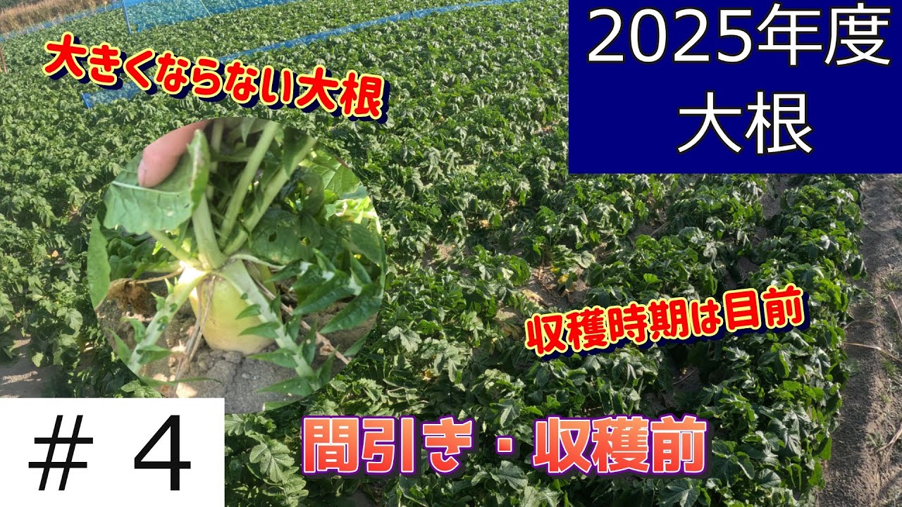 大根はまだ小さいのに収穫時期が！何か考えなくては
