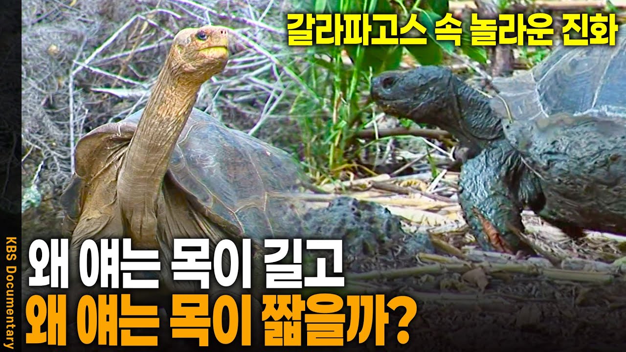 두 마리 거북이가 다른 환경에서 살았더니 벌어진 일 | KBS 20120321 방송