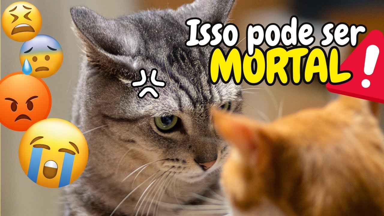 Seus Gatos Começaram A BRIGAR 