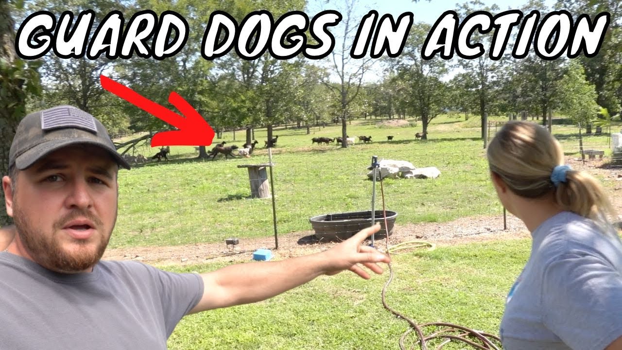 PREDATORS SURROUNDED THE FARM UNTIL THE GUARD DOGS DID THIS!