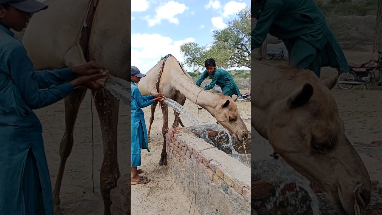 Thar Desert Life | Boys Filling Tank with Camel While Camel Tries to Drink