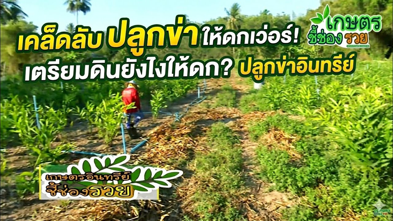 รายการเกษตรอินทรีย์ชี้ช่องรวยEP1216สูตรปลูกข่าราชบุรีขุดขายอย่างไร?ก็รวยได้