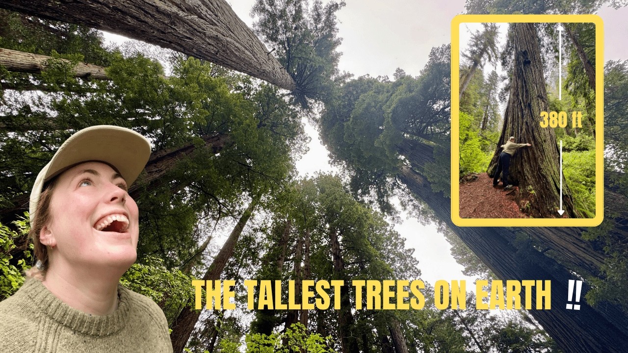 I Visited the World’s TALLEST Trees - Montana to California (USA Road Trip Part 4)