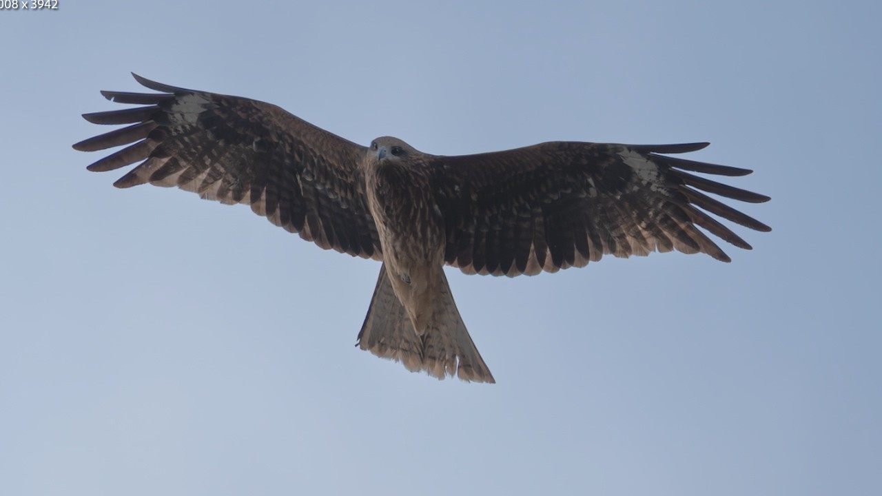 Part 2 - Black Kites in Kyushu, Japan #birding #birds #nature