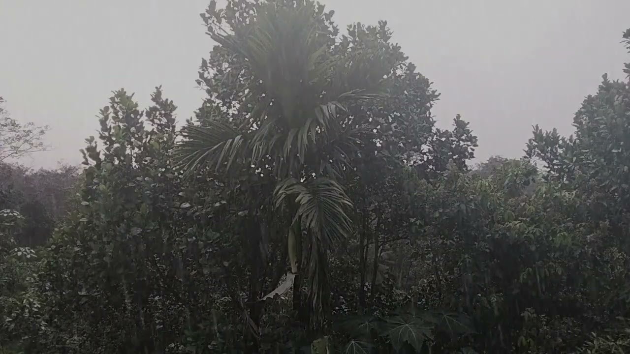 calm down your mind with rain and thunder sounds | rain sounds