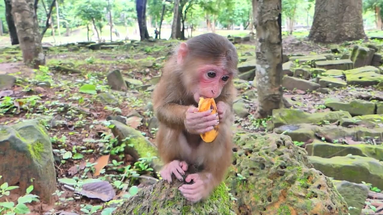 Poor New abandoned monkey. Baila was very hungry and ran to me to request milk and fruit.