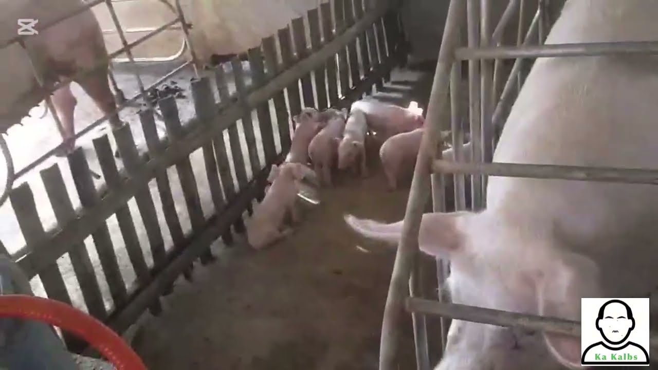 Nag umpisa ng manganak ang ating 7 buntis na mga inahin baboy