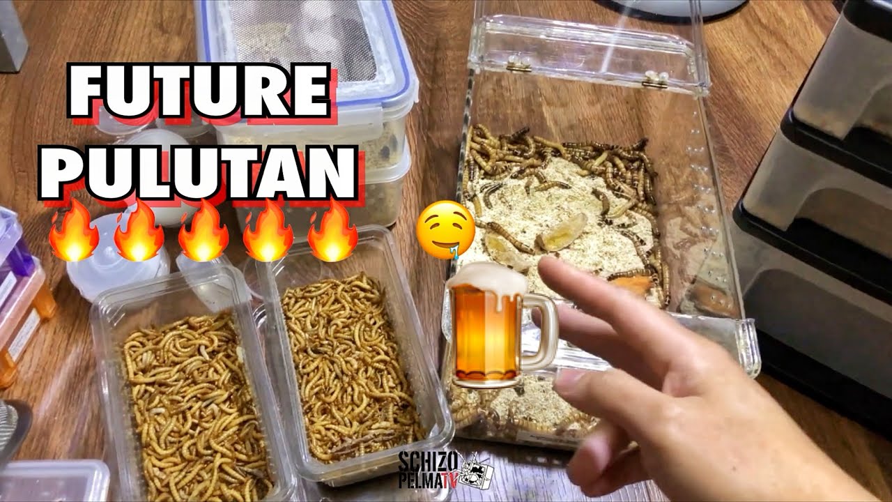Simulan natin muli magparami ng Superworms at Mealworms