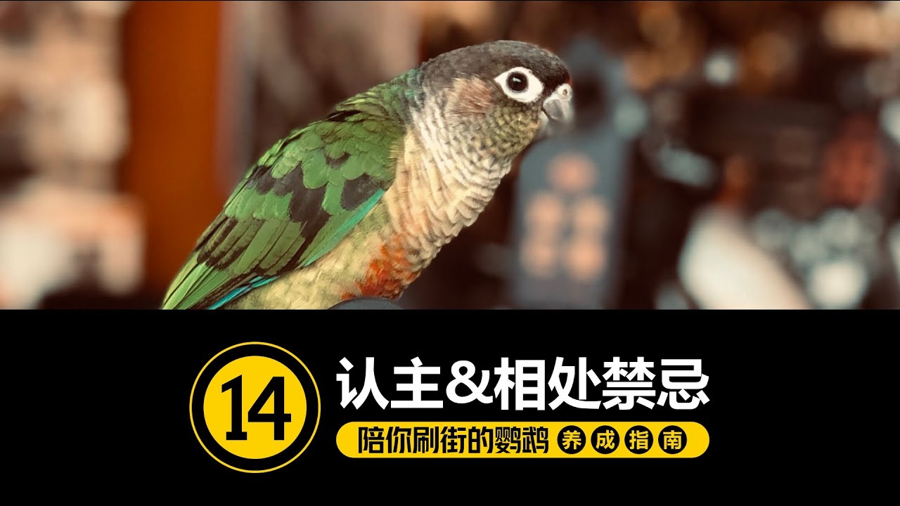 当鹦鹉变成自来熟~ [#14-认主&相处禁忌 ]【手养鹦鹉】