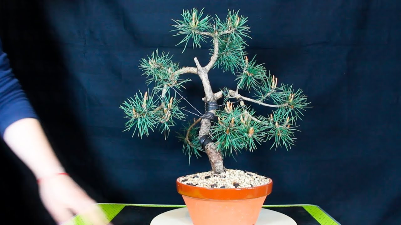 Bonsai Pino Silvestre selección de brotes y metsumi (Pinzado de velas)