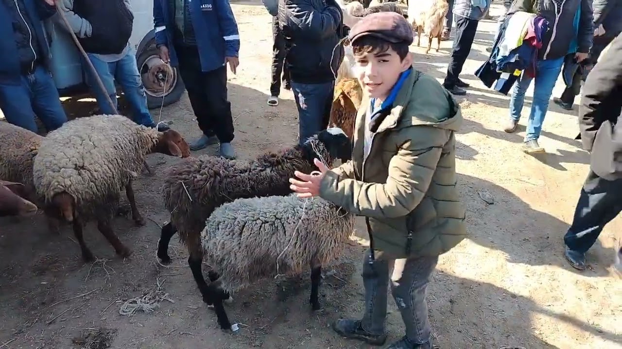 MAŞTAĞA. QOYUN. KEÇİ. MAL. BAZARI. 20.04.2025