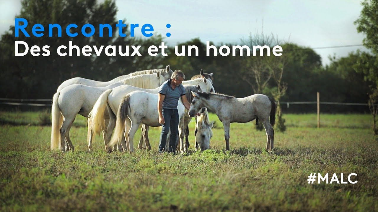 Rencontre : des chevaux et un homme