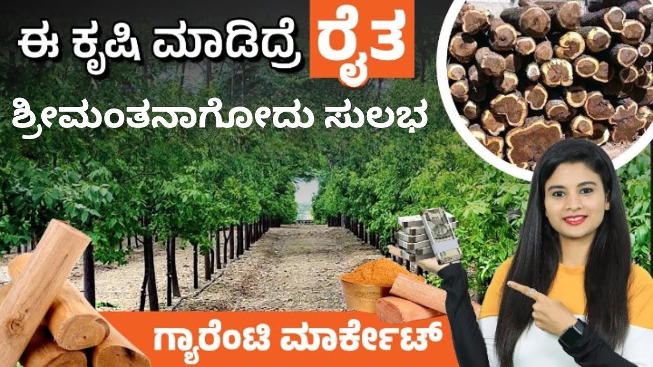 ಕಡಿಮೆ ಹೂಡಿಕೆಯಲ್ಲಿ ದೀರ್ಘಕಾಲ ಲಾಭದ ಕೃಷಿ | Complete Sandalwood Cultivation Guide