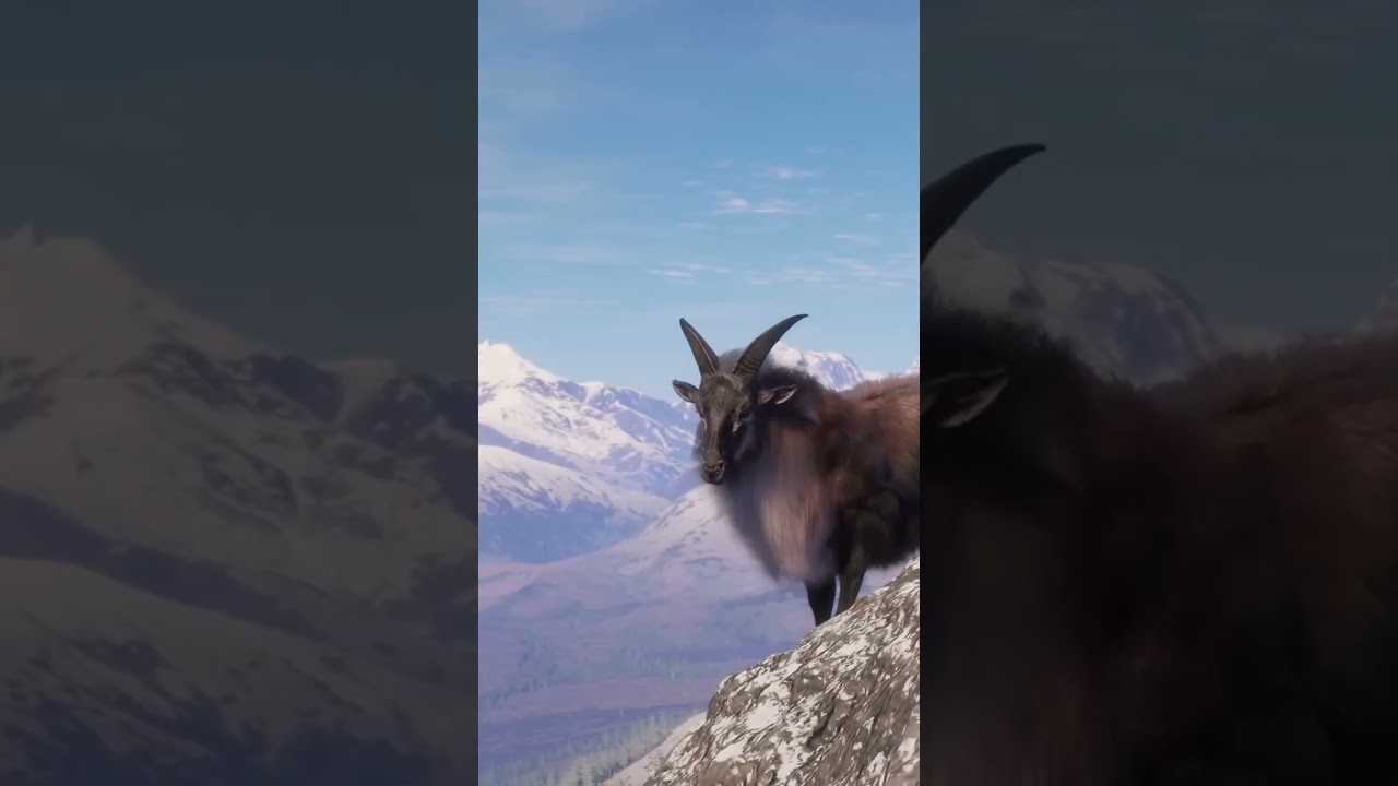 Tahr Common and Rare Furs!!! | theHunter: Call of the Wild #shorts #trending #new