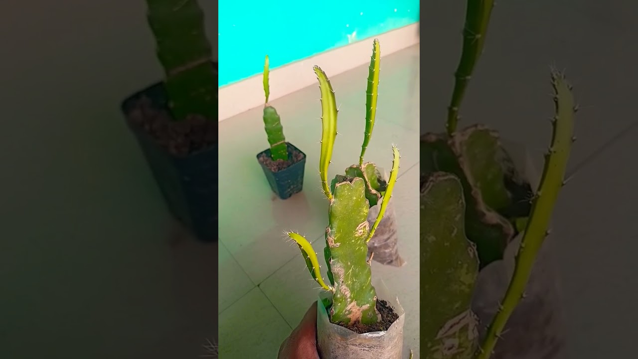 dragon fruit plant growth speed