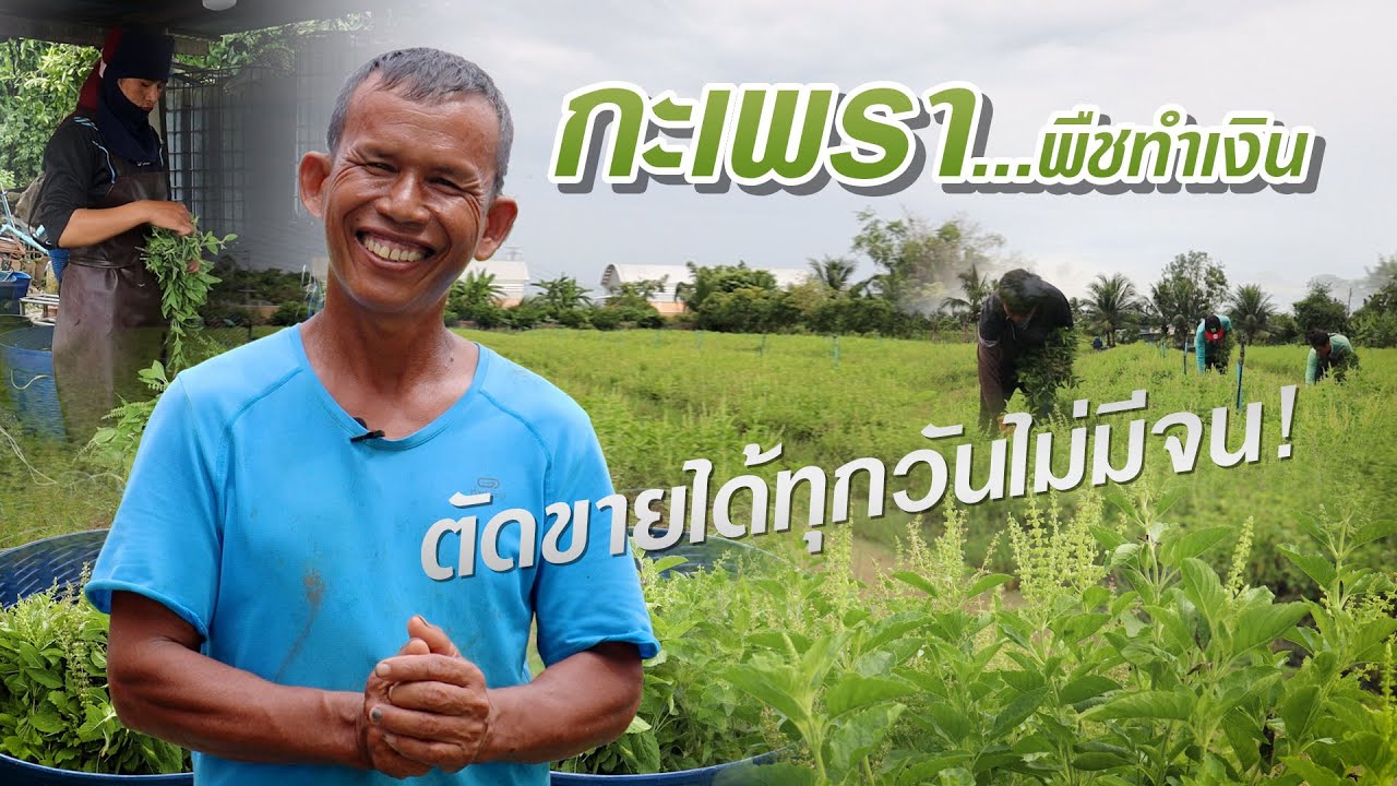 กะเพราพืชทำเงิน ตัดขายได้ทุกวันไม่มีจน #เกษตรอารมณ์ดี