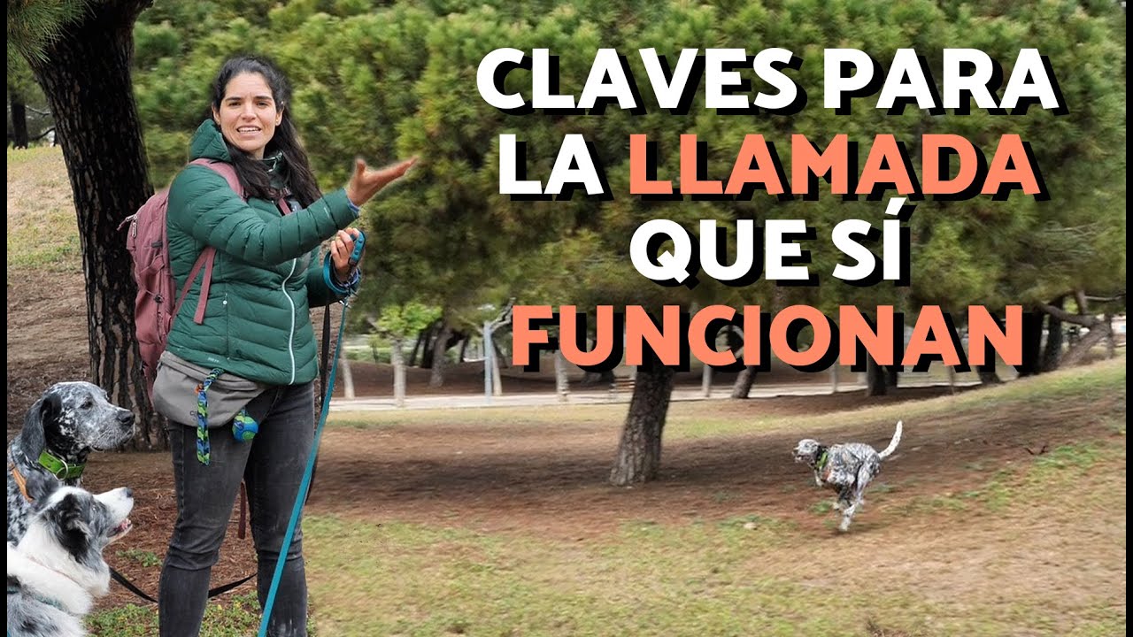 ¿Cómo ENSEÑAR a tu PERRO a VENIR CUANDO LO LLAMAS? 🐶 Adiestramiento canino básico