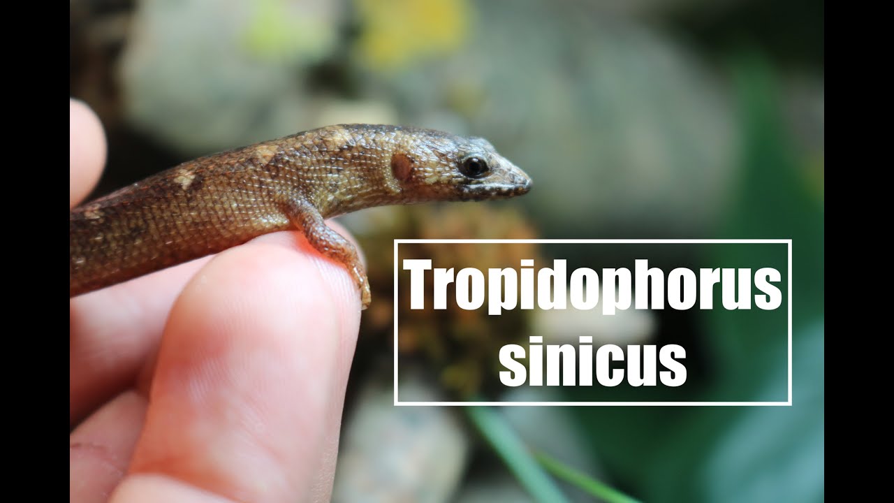 LES TROPIDOPHORUS SINICUS - NOURRISSAGE