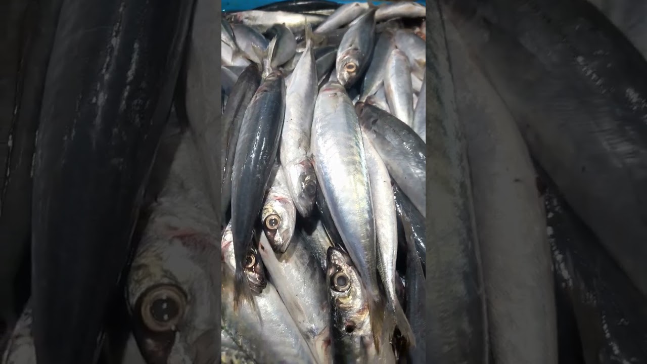 Blue Mackerel Scad April 10 2024