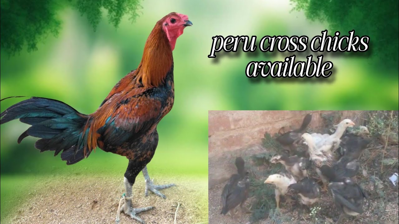 #KVR BREEDES#7569150622#bhimavaram chicks#peru cross chicks#chicks#patta punju#birds#chicken#viral