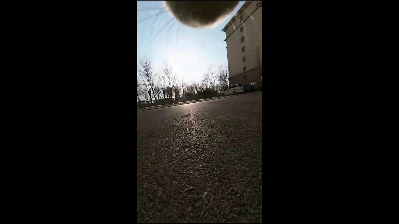 A Cat's First-Person Perspective｜猫の一人称視点｜ 2026-02-11 14:28:15