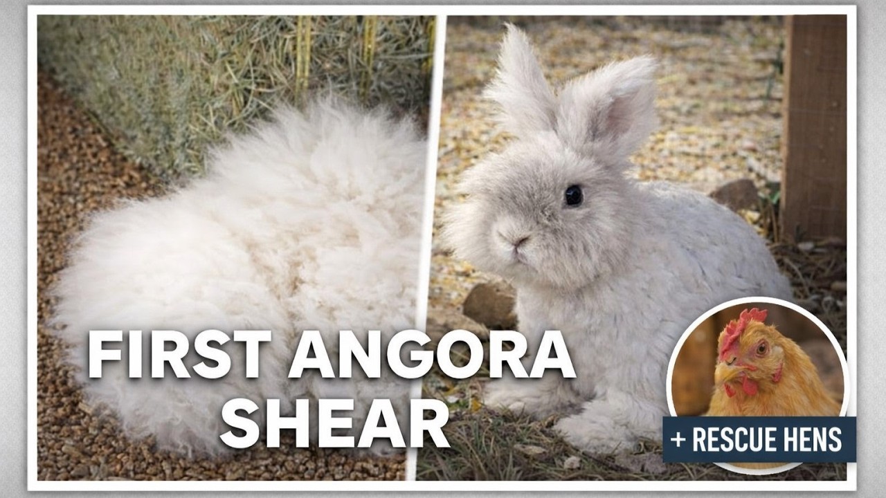 First Angora Shear (Banana & Pancake) + 5 Rescue Hens (One Is Blind?) | Christian Homestead CO